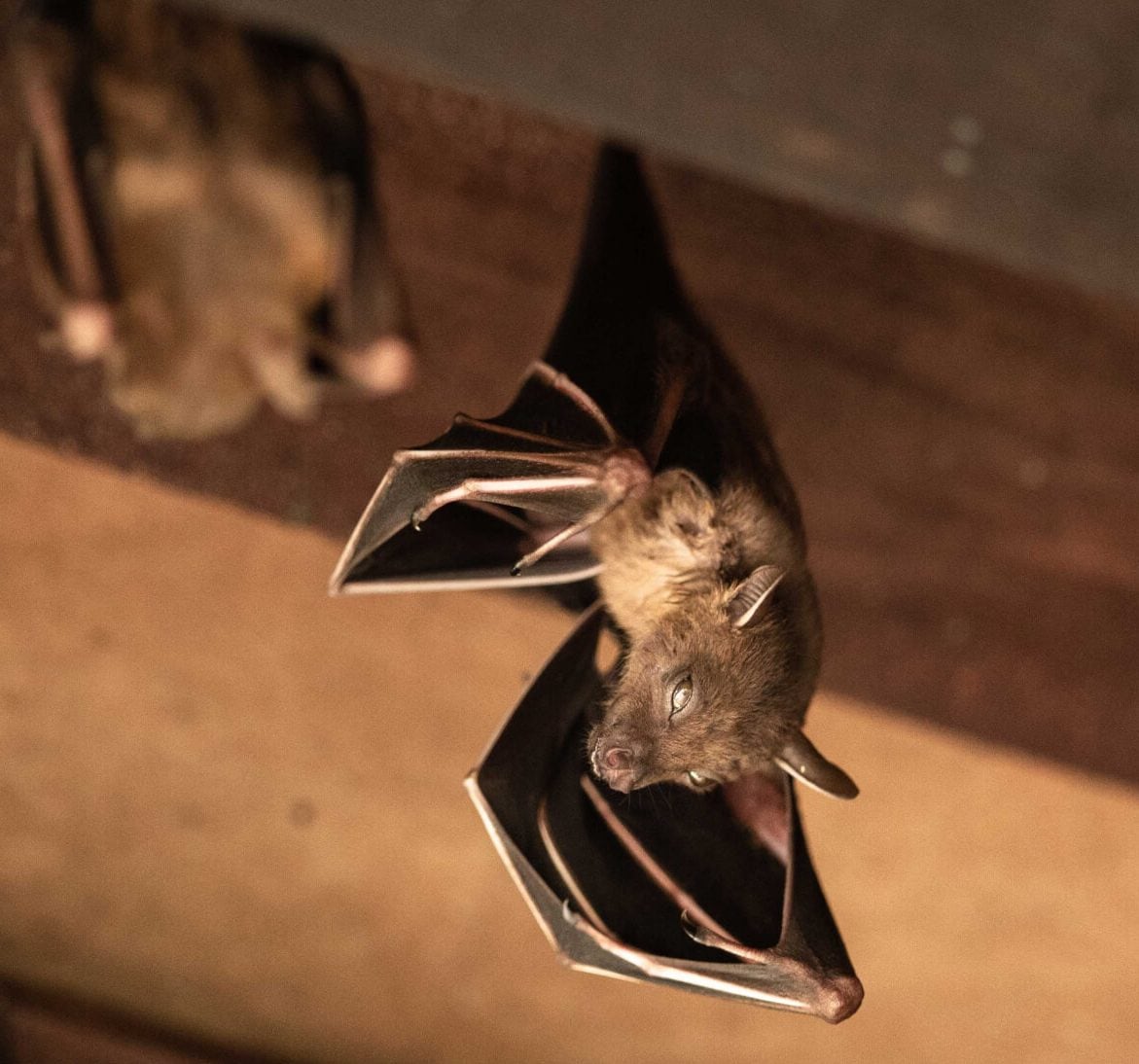 Wildlife-Bats in Cheswold